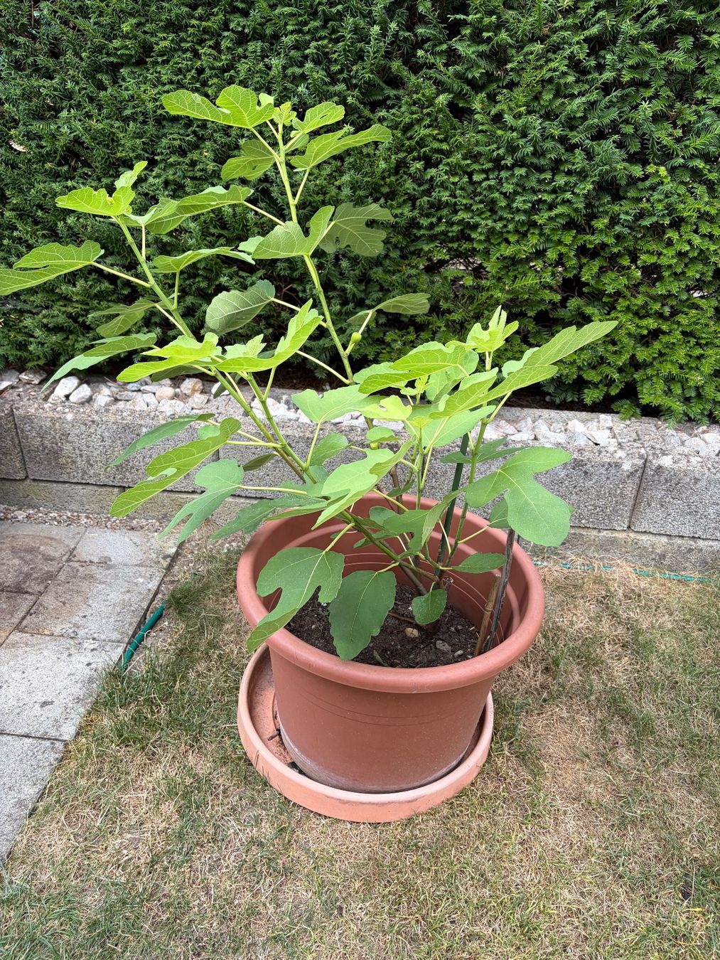 Plantes & graines: Feigenbaum selbst gezogen – D'occasion à Biberist par Hab4 1