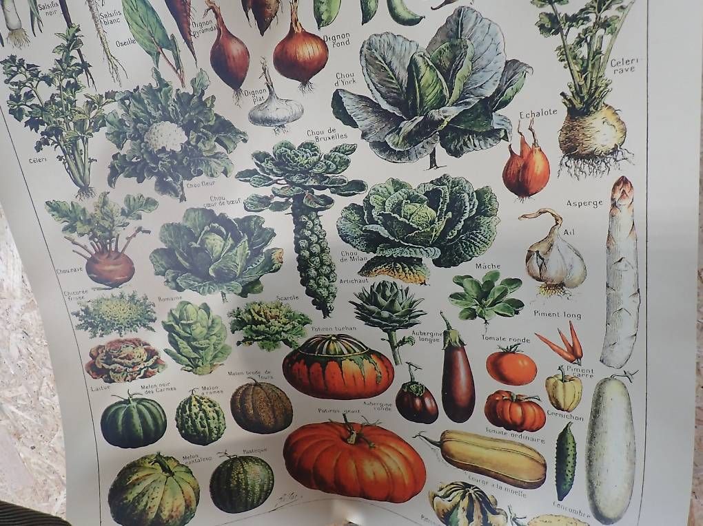 Foto & Immagini: Poster de légumes  – Usato da Ballens venduto da jcd_l6pr 2