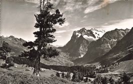 Wetterhorn Grindelwald (BE) Bergsicht mit Grindelwaldtal