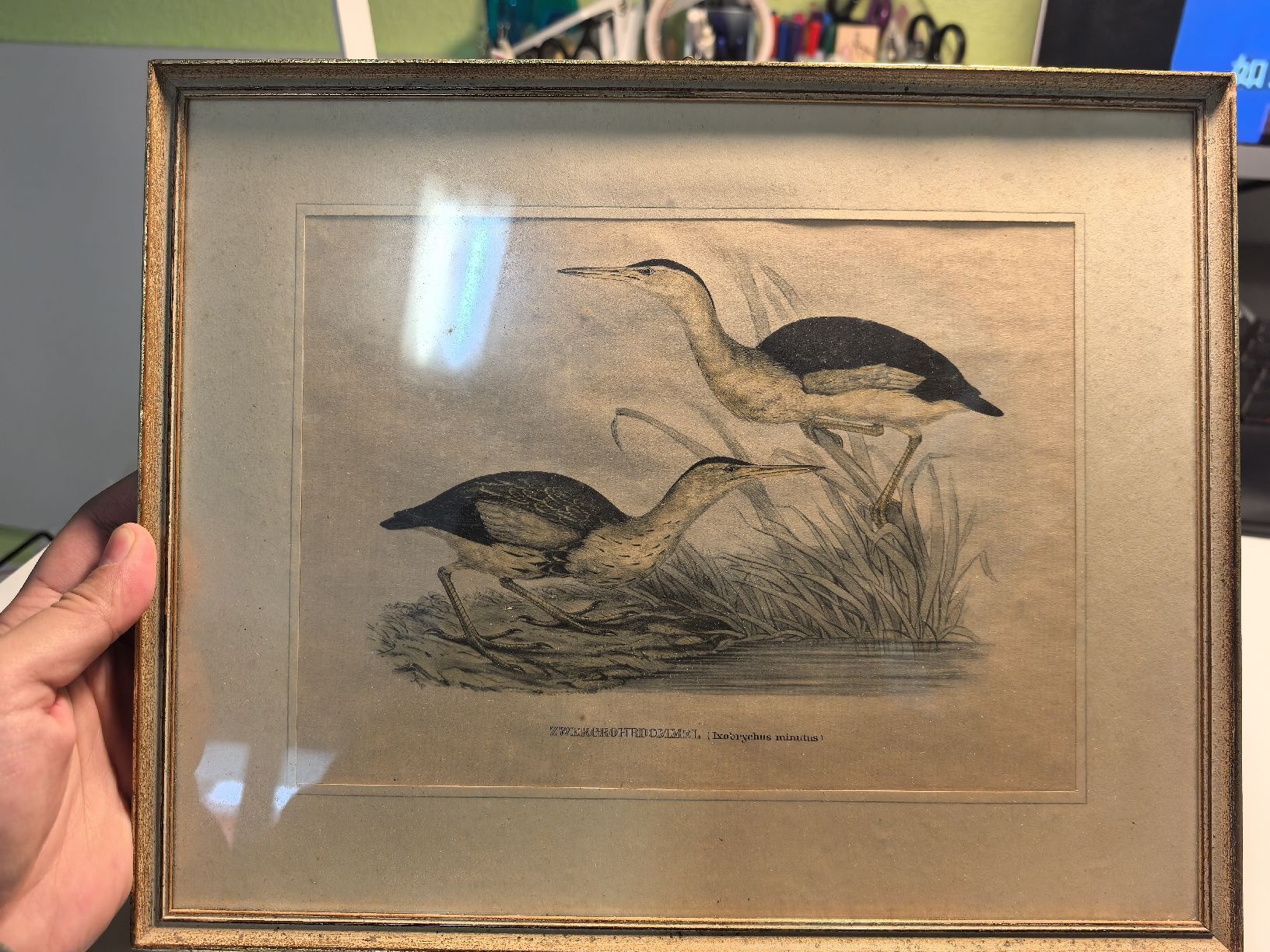 Grafica & Litografie: Alte gerahmte Vogelbild-Lithographie mit Goldrahmen. – Usato da Bassersdorf venduto da Sport_4_life 3