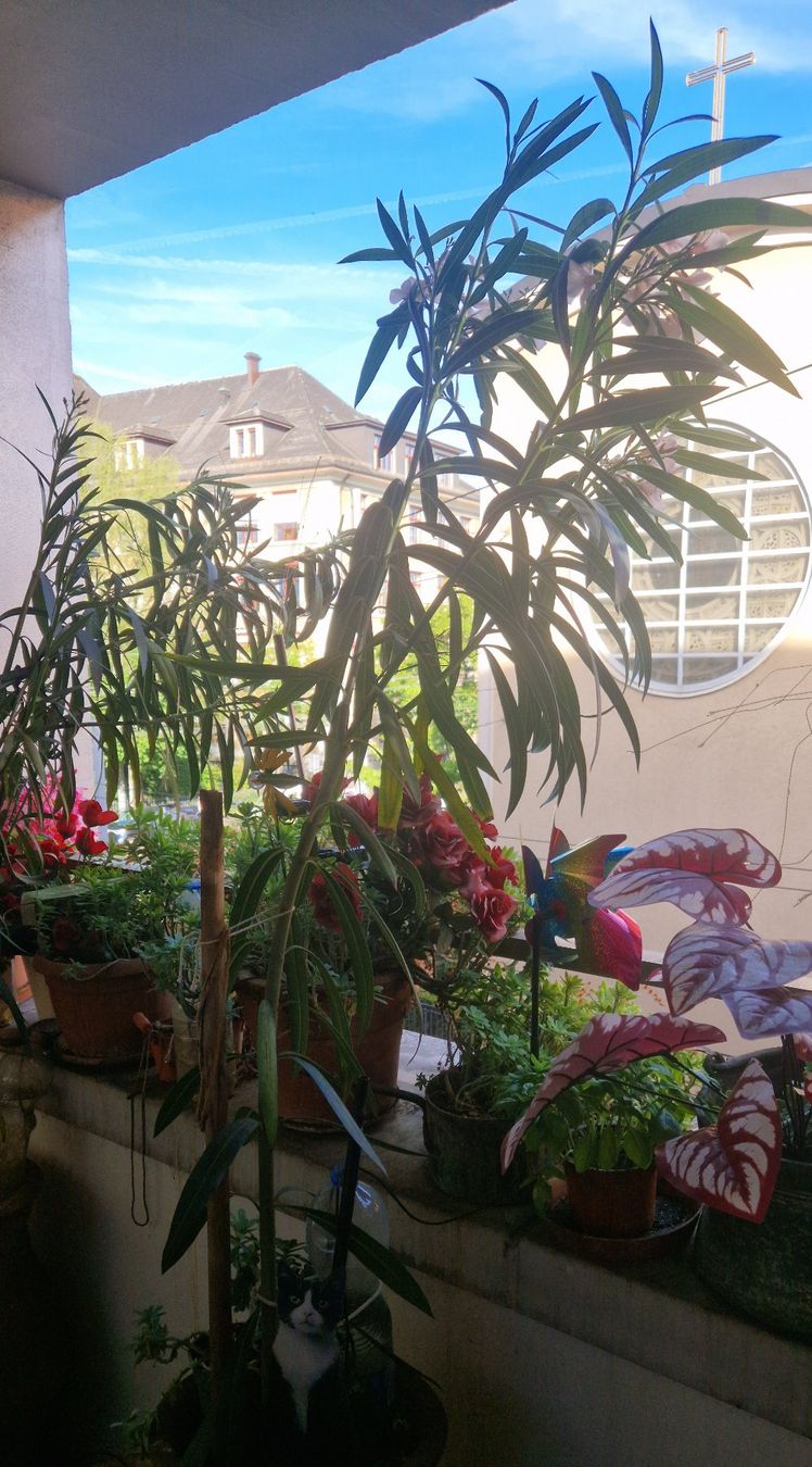 Piante & sementi: wunderschöner 210 cm Oleander – Usato da Zürich venduto da Sissi-Minouche 3