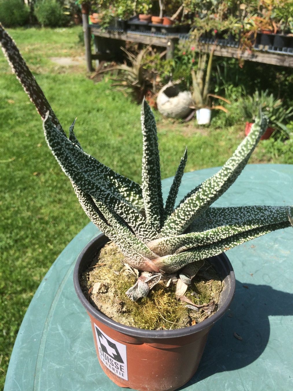 Piante & sementi: Aloe humelis – Nuovo (secondo la descrizione) da Vinelz venduto da Wellensittich55 1