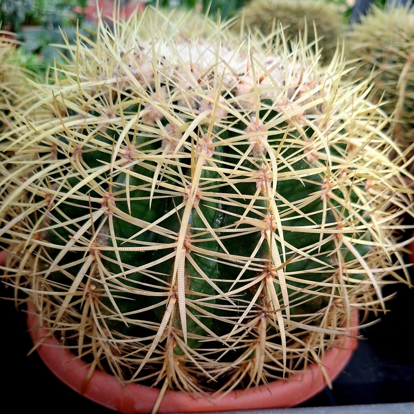 Piante & sementi: XL ECHINOCACTUS D: 25 -30 cm. Echinocactus SUPERDECORATIV! – Nuovo e nell'imballaggio originale da Rovio venduto da POSITIFFARTandPLANTS 4