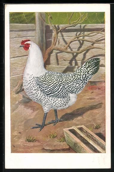 Cartoline postali: Ostfriesische Silber-Möven-Henne im H – Usato da Berlin venduto da bartko-reher
