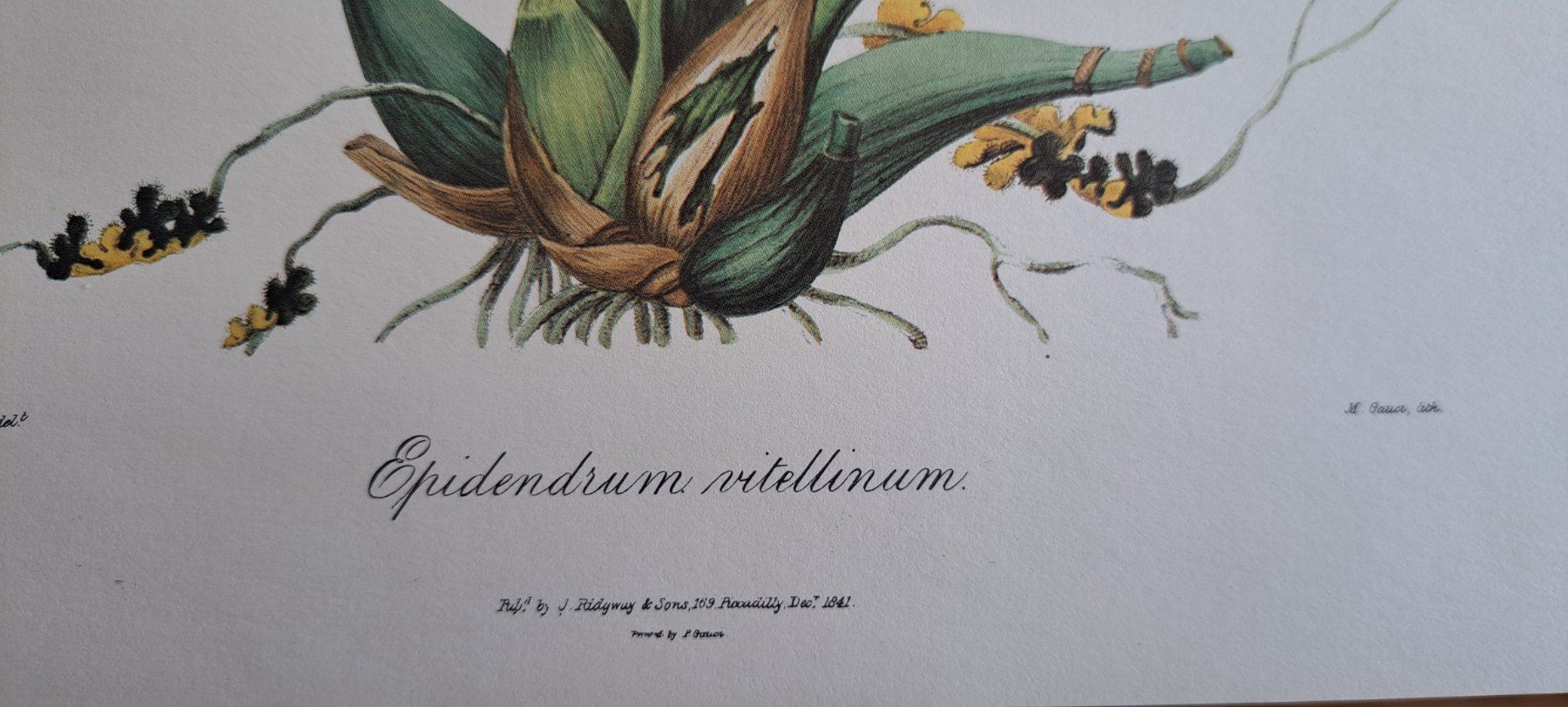 Foto & Immagini: 4 Kunstdrucke Blumen, Botanik – Nuovo (secondo la descrizione) da Thun. venduto da countrygirl12 2