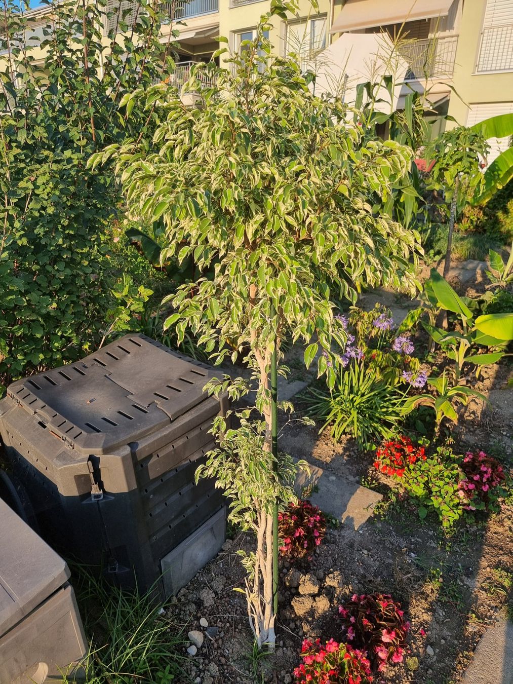 Piante & sementi: Ficus benjamin variegata – Usato da Uznach venduto da Startrek