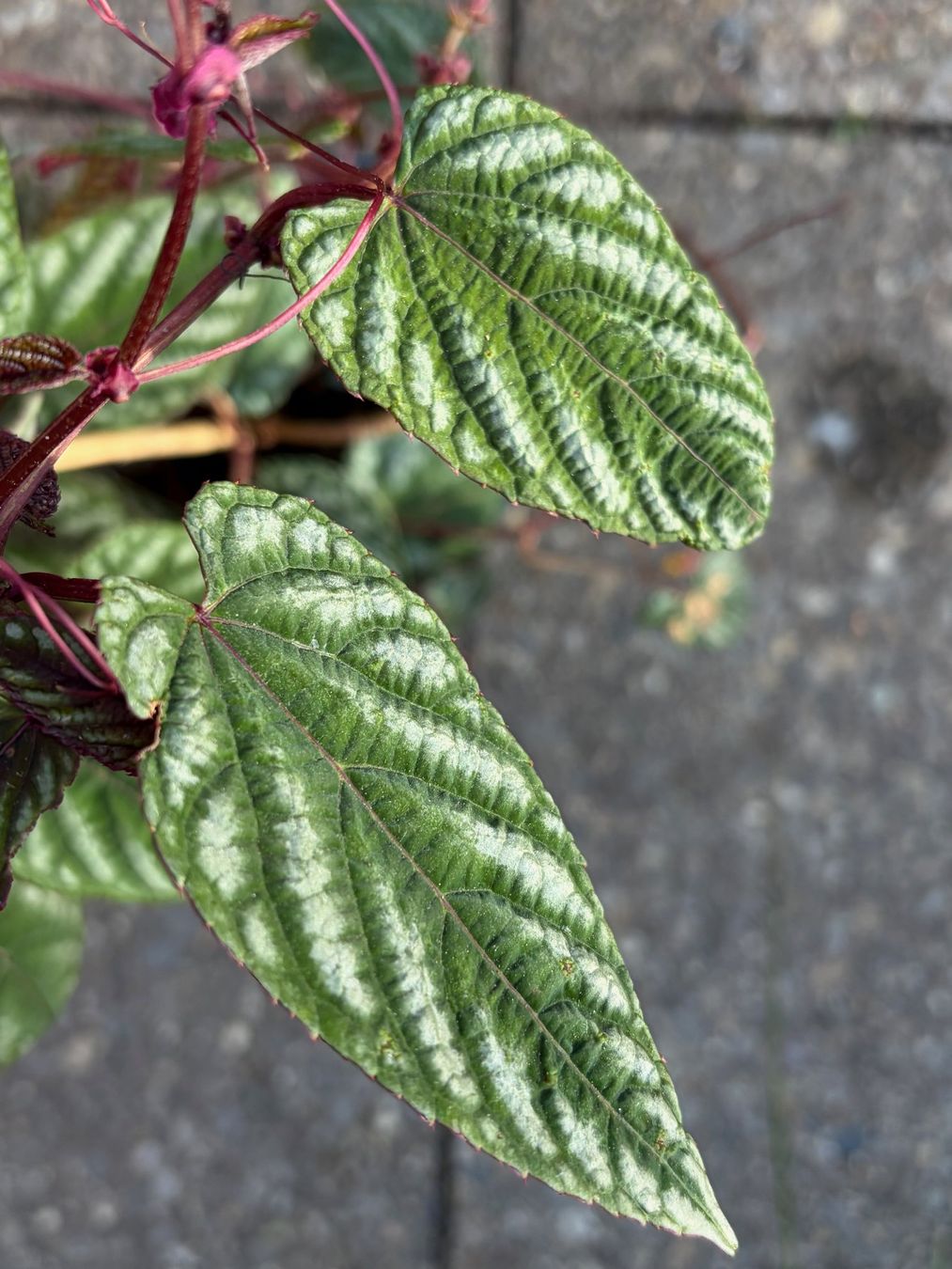 Piante & sementi: Cissus Discolor - Bunte Klimme – Usato da Winterthur venduto da Aniger 3