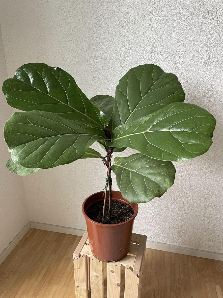 Piante & sementi: Ficus Lyrata/Geigenfeige Zimmerpflanze, – Usato da St.Gallen venduto da Thh7