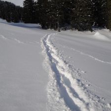 Profile image of Silberfuchs05