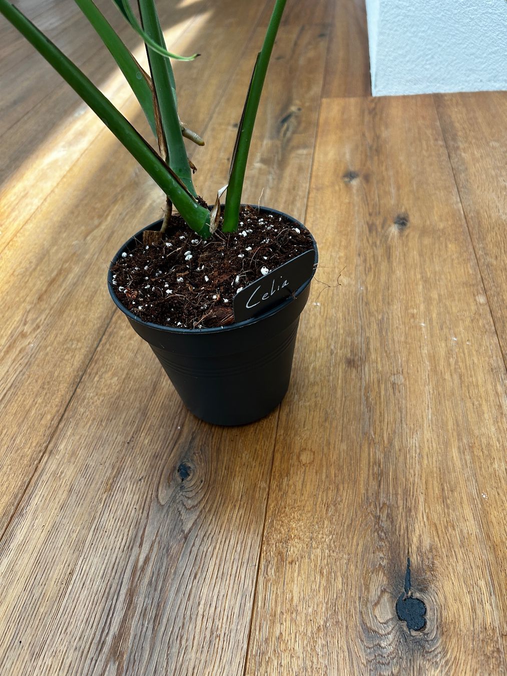 Piante & sementi: Monstera Burle Marx Flame – Nuovo e nell'imballaggio originale da Wattwil venduto da Mikesplantshop 4