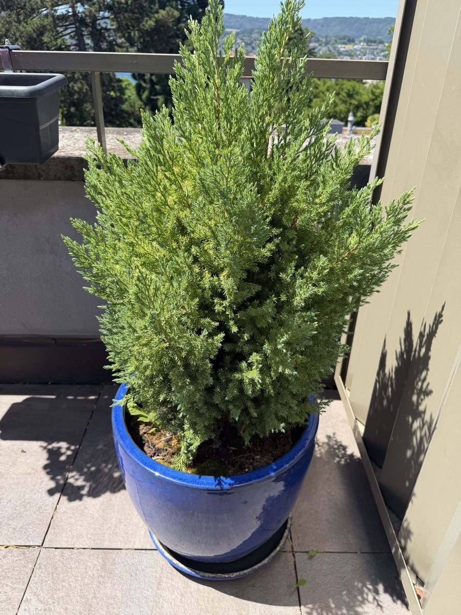 Plantes & graines: Chinese Juniper trees – D'occasion à Küsnacht ZH par lfo_f8w5