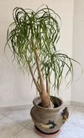 Elefantenfuss Pflanze 155 cm mit Leguan Terracotta Topf 