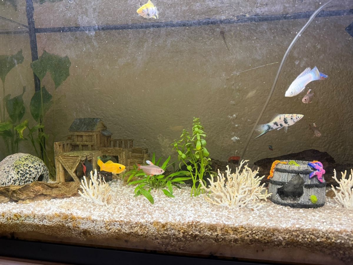 Acquari: Aquarium – Usato da Würenlingen venduto da ple_tn6y 2