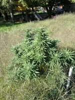 Hanfpflanze cbd