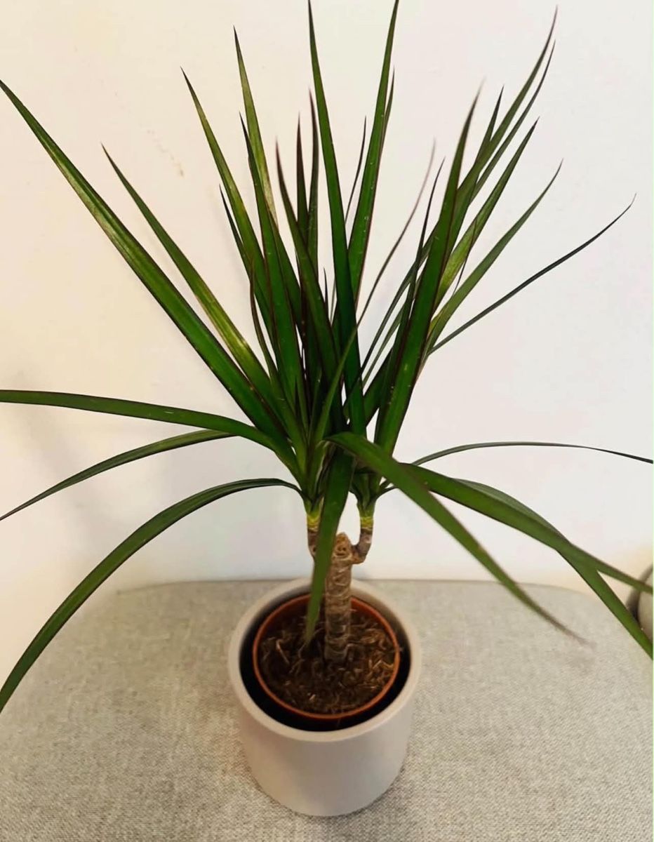 Piante & sementi: Dracaena Marginata Pflanze mit Topf  – Usato da Gerlafingen venduto da naj_vj8s 2