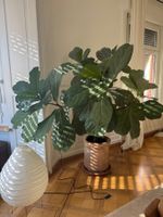 Geigenfeige Ficus Lyrata grosse Zimmerpflanze Baum