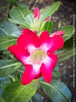 Adenium Obesum - rot blühende Wüstenrose