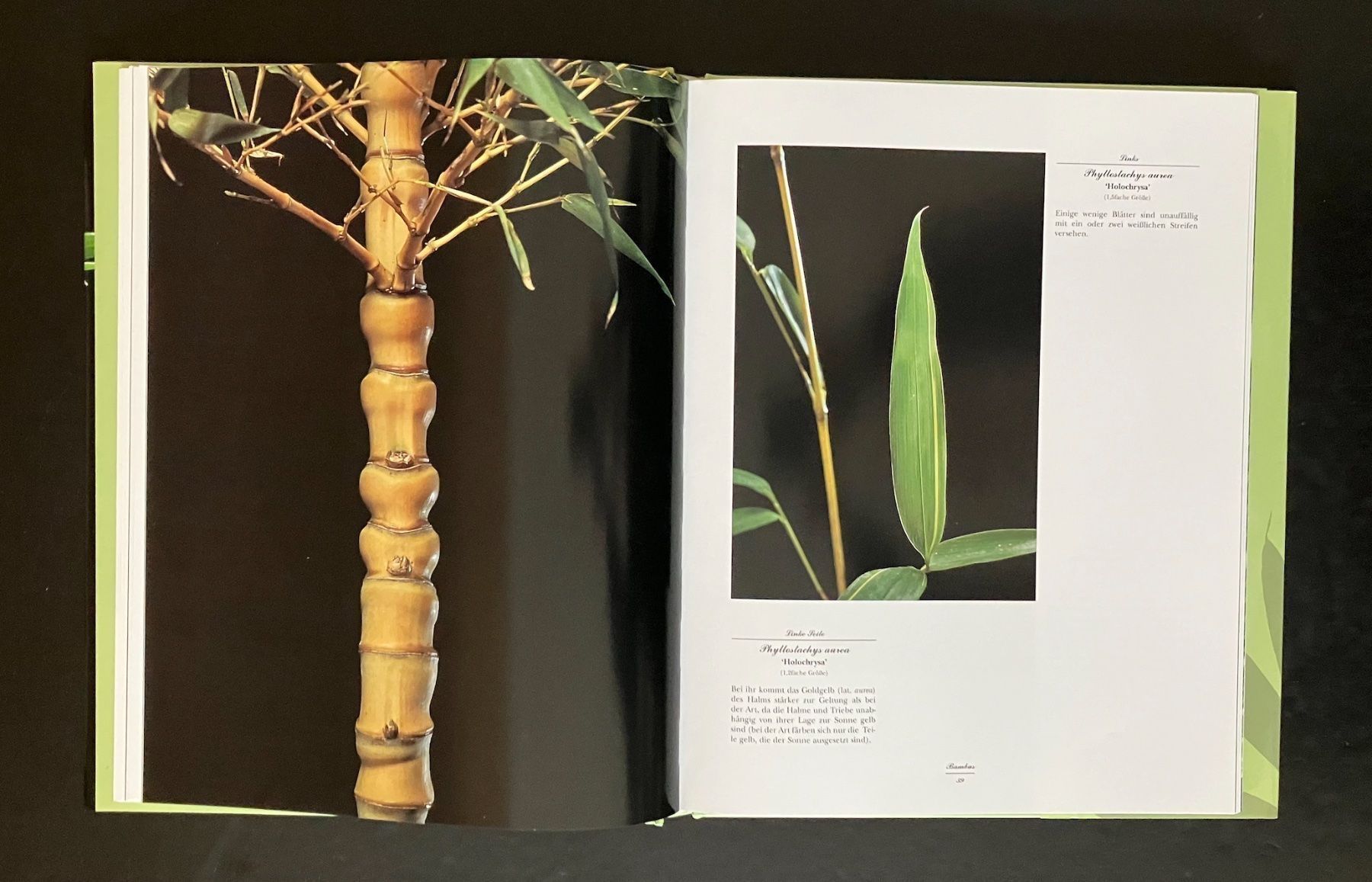 Bücher: bambus . evergreen verlag – Gebraucht aus Allschwil von rotocker 6