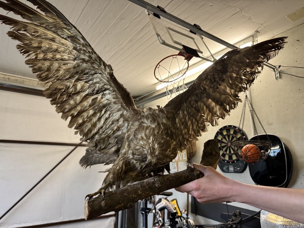 Il mondo degli animali: Mäusebussard tierpräparat greifvogel – Usato da Gipf-Oberfrick venduto da Iberico 2