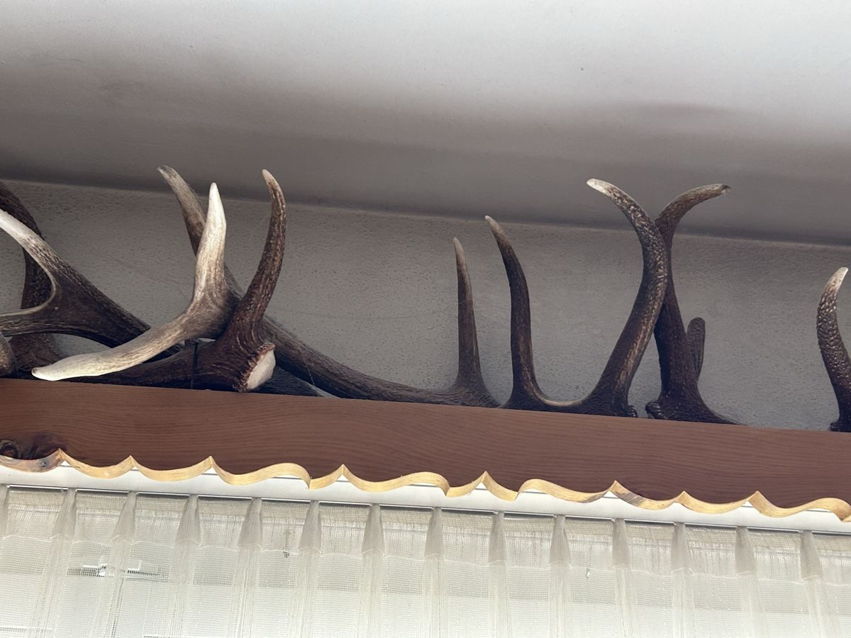 Tutte le decorazioni: Abwurfstangen Hirsche – Usato da Davos Platz venduto da cilgia08 1