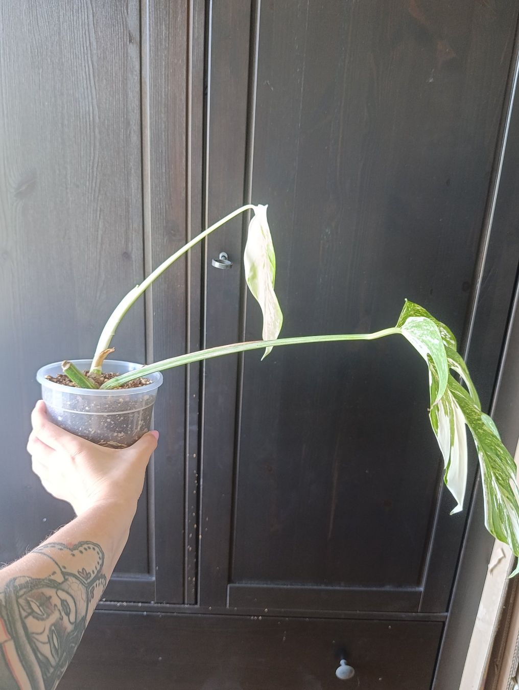 Pflanzen & Samen: Monstera Variegata – Gebraucht aus Baar von L.isa28 1