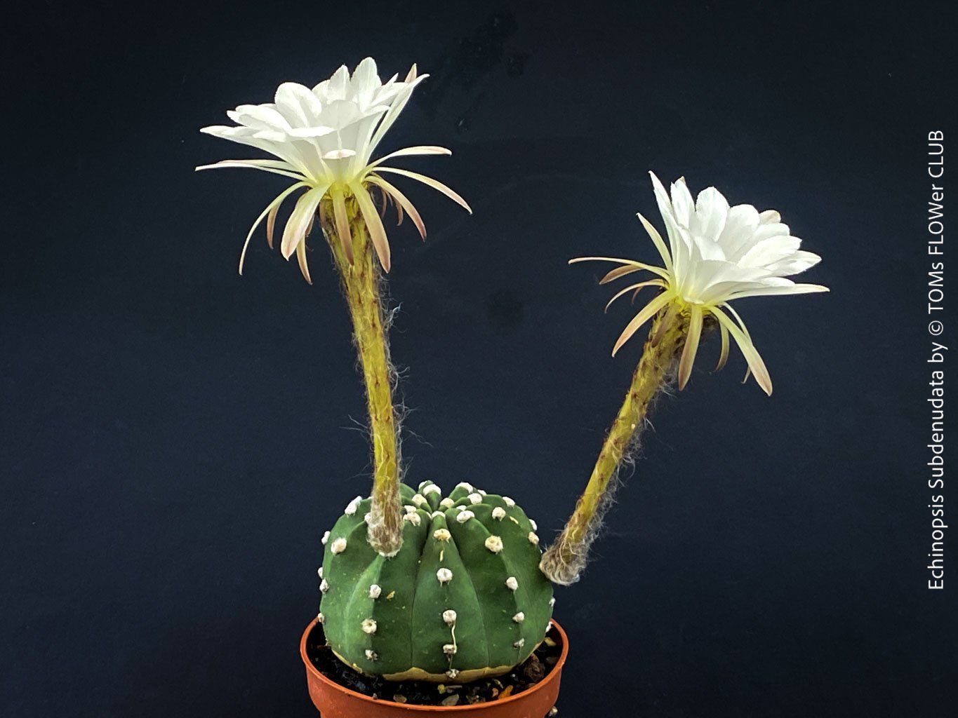 Pflanzen & Samen: Echinopsis Subdenudata - Dein "Domino" Kaktus – Neu und originalverpackt aus Adliswil von astom369 7