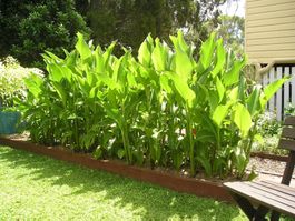CANNA EDULIS ( comestible ) PERMACULTURE