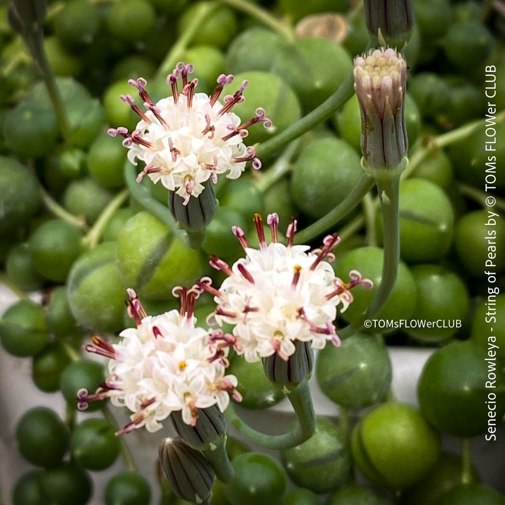 Piante & sementi: Senecio Rowleyanus - Perlenkette für Dich... – Nuovo e nell'imballaggio originale da Adliswil venduto da astom369