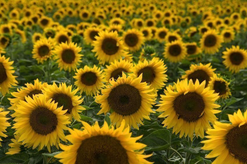 Pflanzen & Samen: 45 Samen SUNSPOT Zwerg Sonnenblume – Neu (gemäss Beschreibung) aus Ehrendingen von VerveinaSamen 4