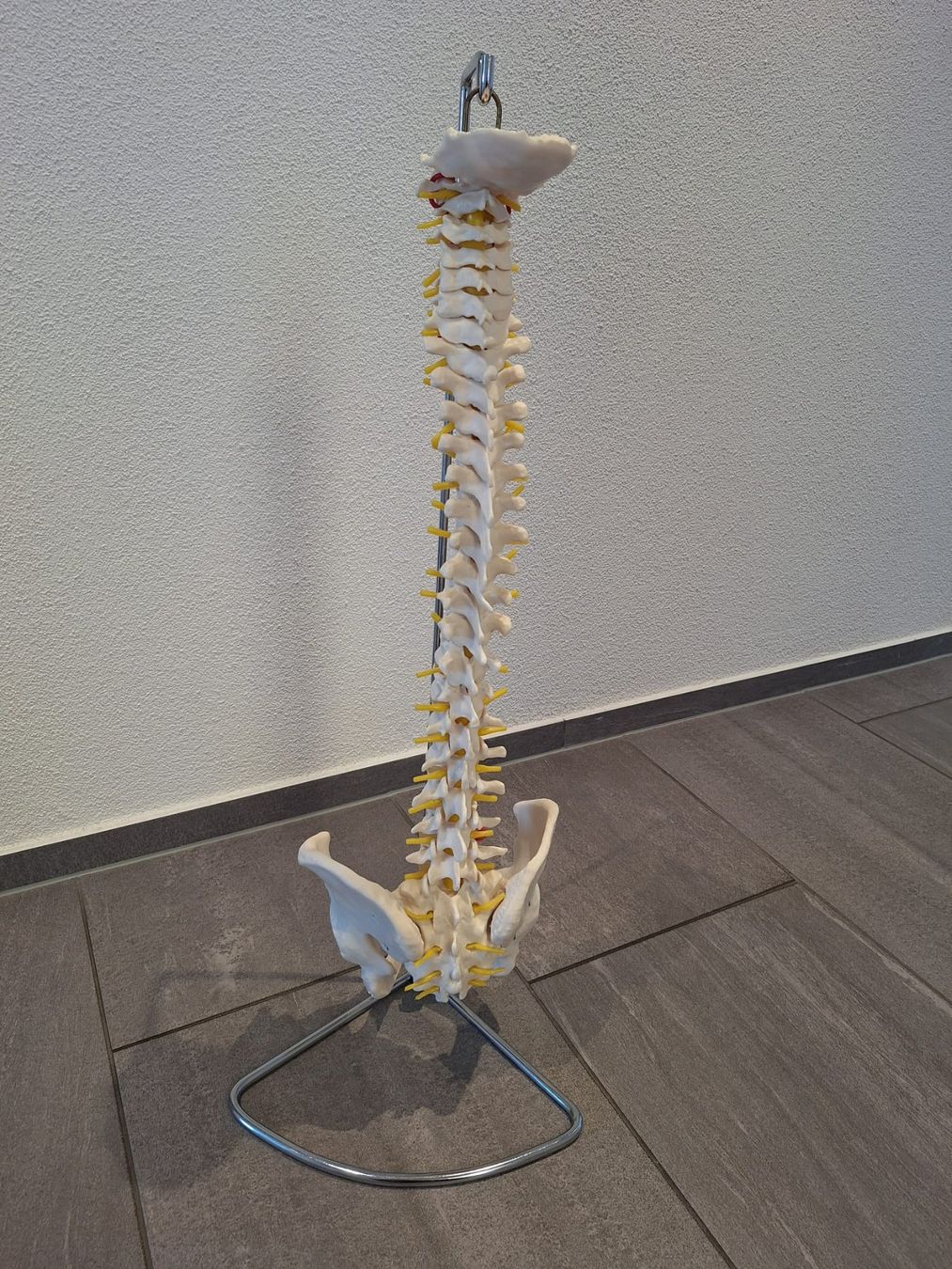 Attrezzature mediche: Flexibles Wirbelsäulenmodell mit Stativ – Nuovo (secondo la descrizione) da Birr venduto da Ghostpower1958
