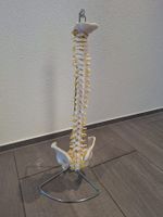 Flexibles Wirbelsäulenmodell mit Stativ