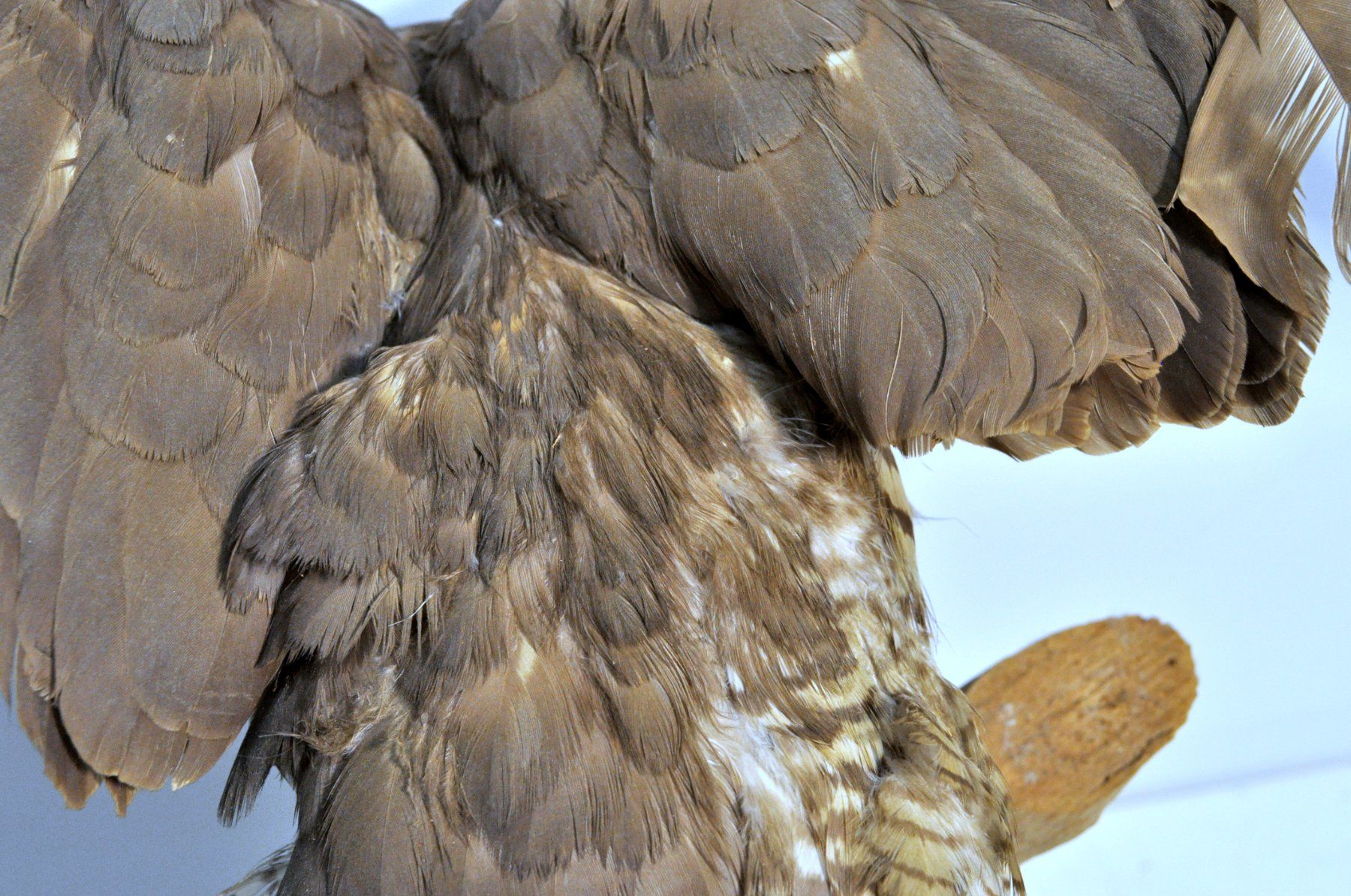 Welt der Tiere: Rapace naturalisé – Gebraucht aus Neuchâtel von Neuchatel 7