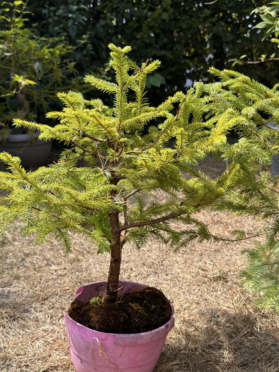Piante & sementi: Bonsai/Fichte – Usato da Münchwilen TG venduto da baluzi3 3