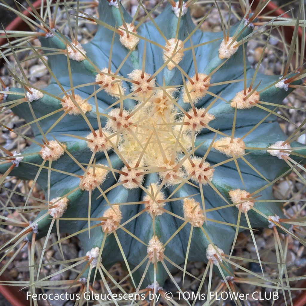 Piante & sementi: Ferocactus Glaucescens - "Blue Barrel Cactus" - einzigartig – Nuovo e nell'imballaggio originale da Adliswil venduto da astom369 5