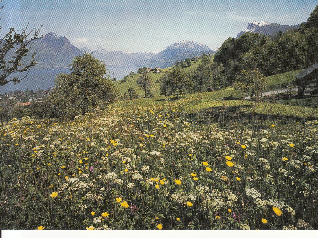 Cartoline postali: Rigi Hohfluh 1987 – Usato da Bürglen TG venduto da StampGraf