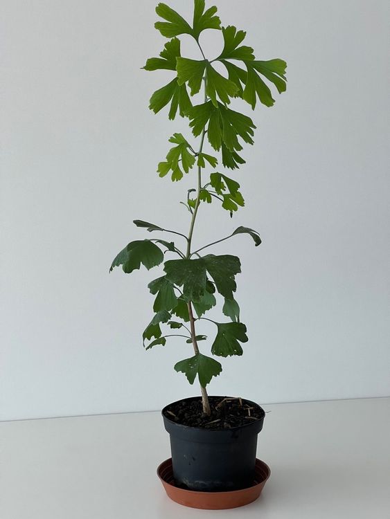 Ginkgo Biloba Setzlinge Kaufen auf Ricardo