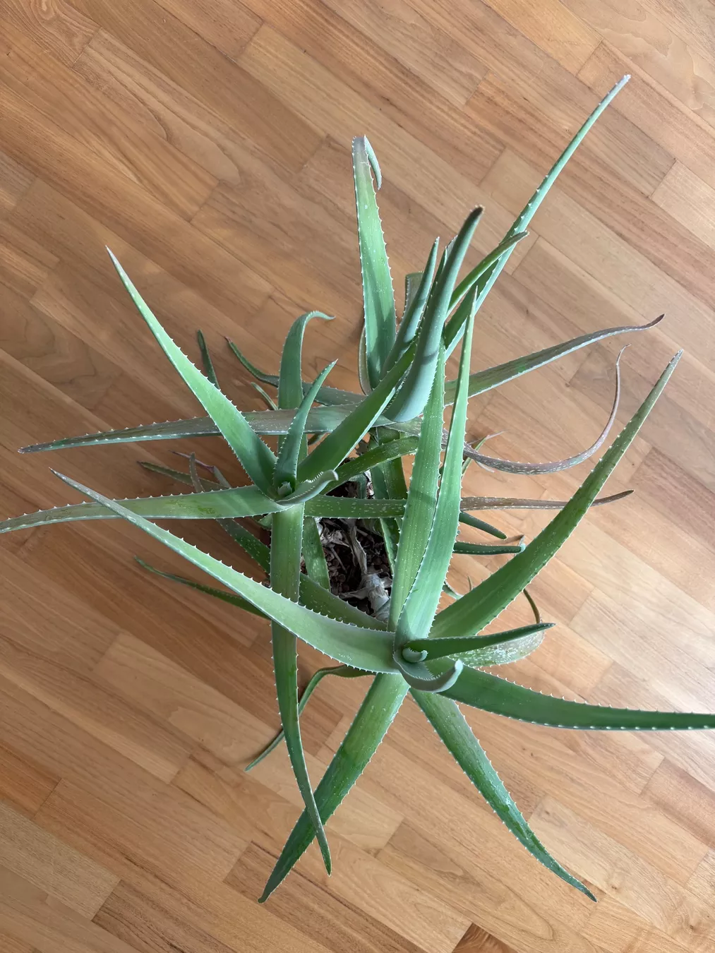 Piante & sementi: Aloe Vera – Nuovo (secondo la descrizione) da Frauenfeld venduto da 1Georg.schweizer 1