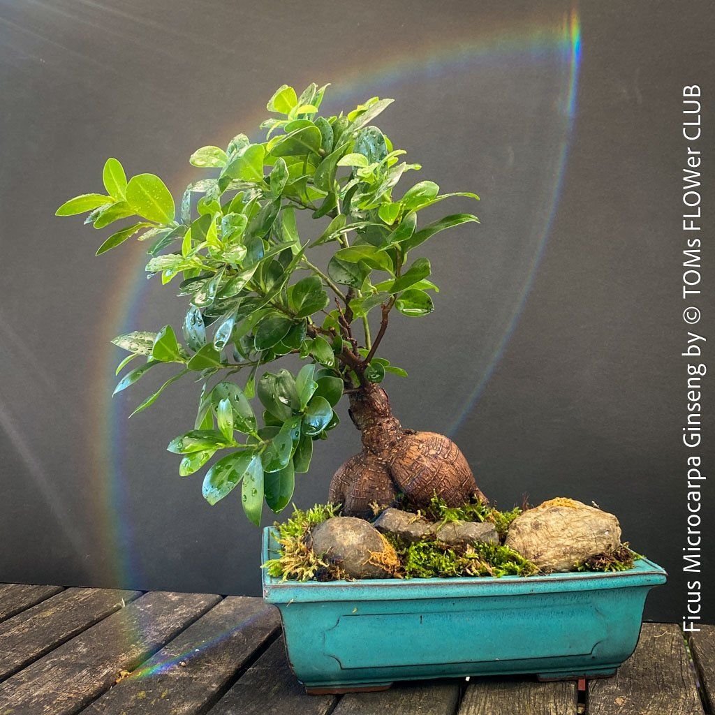 Piante & sementi: Ficus Microcarpa Ginseng - Bonsai-Form – Nuovo e nell'imballaggio originale da Adliswil venduto da astom369 8