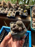 Sulcorebutia rauschii violett