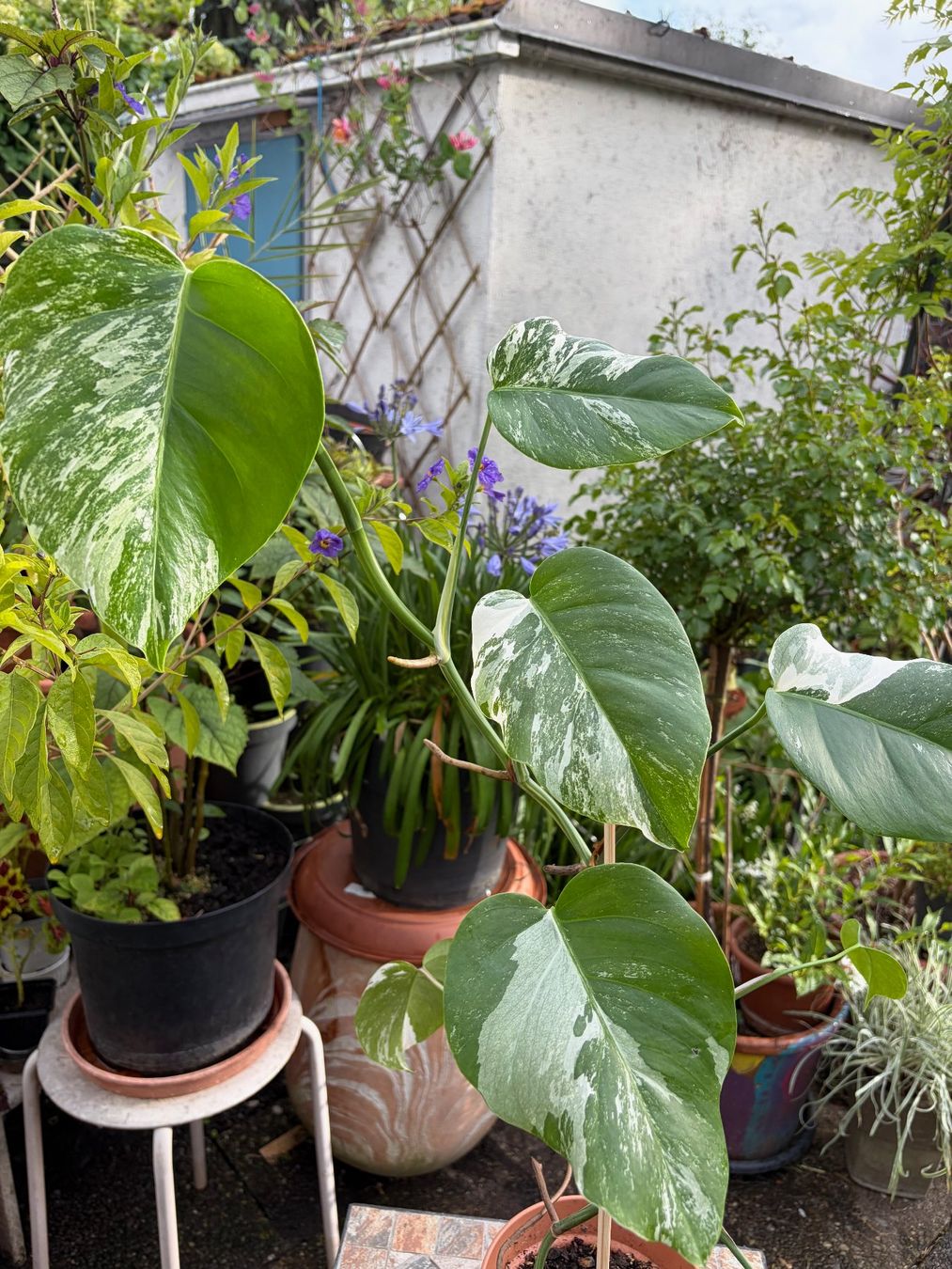 Piante & sementi: Monstera variegata, getopft – Nuovo (secondo la descrizione) da Winterthur venduto da Aniger 3