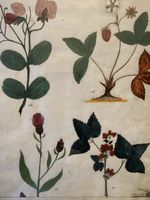 Herbier. 4 dessins florales colorés 