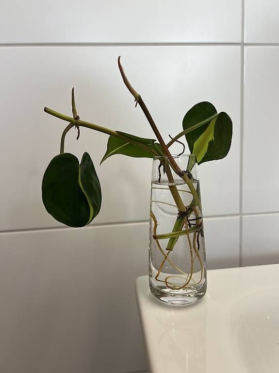 Piante & sementi: Philodendron scandens Brasil - Stecklinge – Usato da Sargans venduto da -VS- 2
