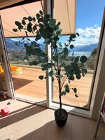 Plante artificielle eucalyptus, grande taille 170cm