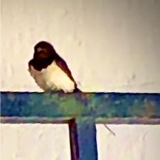 Profile image of baladin_2008