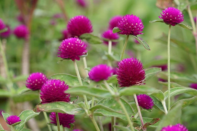 Piante & sementi: 50 Samen Kugelamarant Gomphrena CARMINE Samen – Nuovo (secondo la descrizione) da Ehrendingen venduto da VerveinaSamen 2
