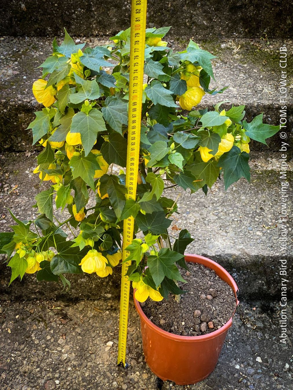 Pflanzen & Samen: Abutilon Canary Bird - Schönmalve-Bäumchen - 70cm – Neu und originalverpackt aus Adliswil von astom369 5
