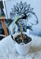 Alocasia Venom