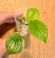Scindapsus White Monster