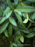Hoya Rosita - Pflanze die jeden verzaubert