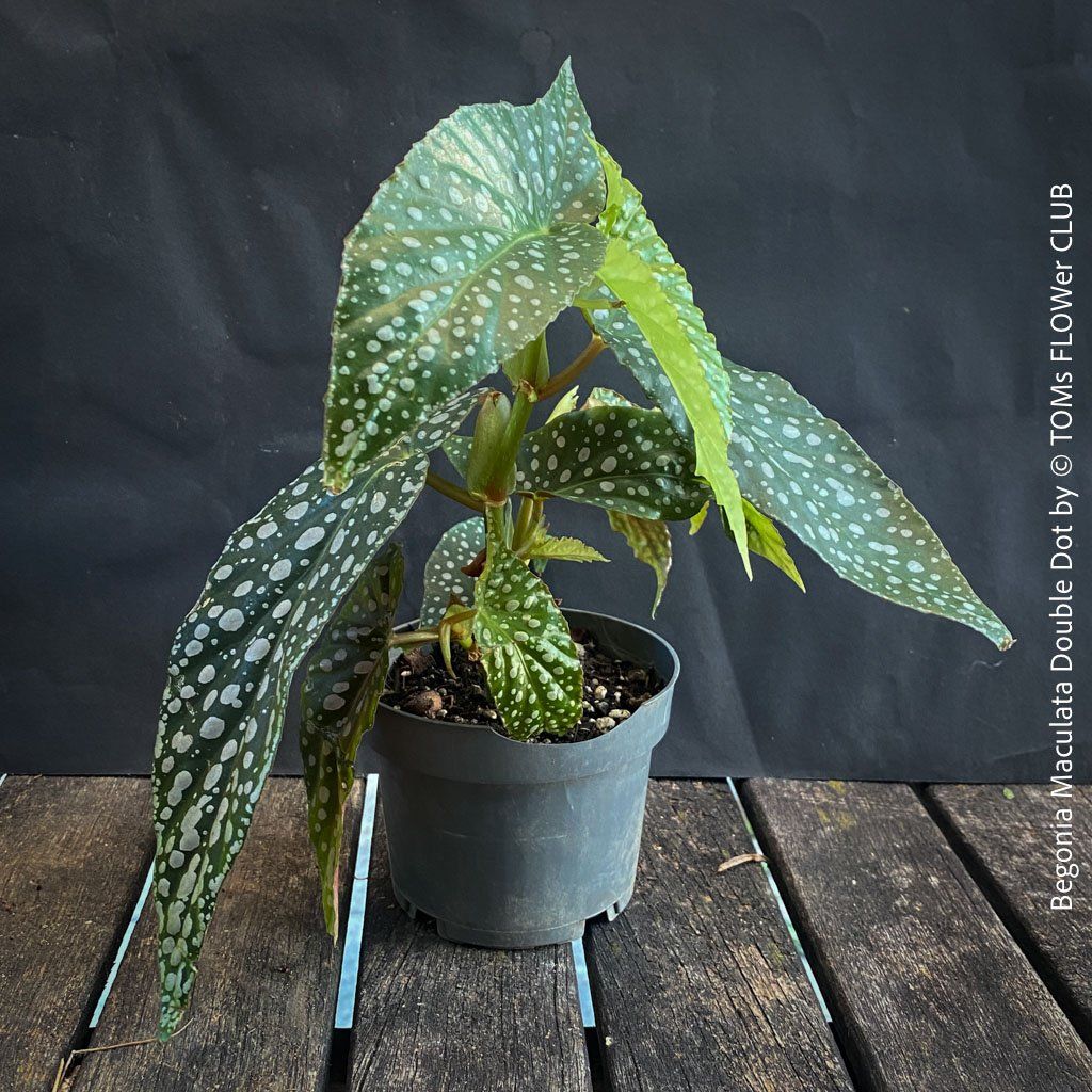 Piante & sementi: Begonia Maculata Double Dot - ein wunderschönes Sammlerstück – Nuovo e nell'imballaggio originale da Adliswil venduto da astom369 5